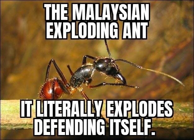 This is a picture of an ant here's what the text says in the image: the Malaysia exploding ant it literally explodes defending itself.